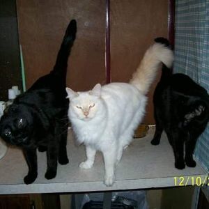 Meet your Posher, Leonard